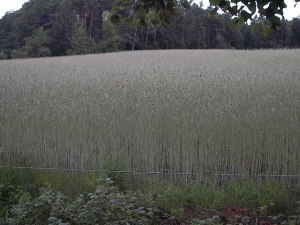 Wheat fields by Red Haircrow