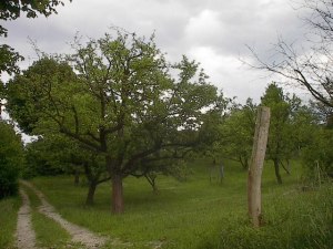 Apple Groves by Red Haircrow