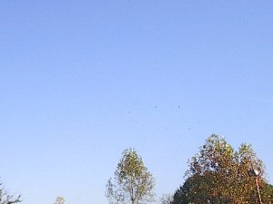 Wheeling Birds by Red Haircrow