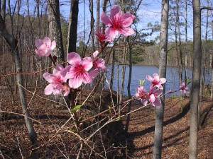 Spring Flower by Red Haircrow