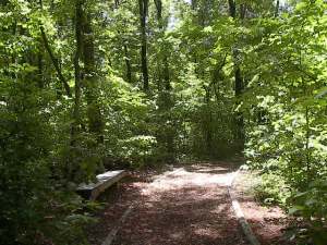 Forest Path by Red Haircrow