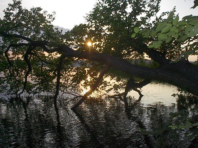 bad saarow swim 091 Beneath the boughs by Red Haircrow