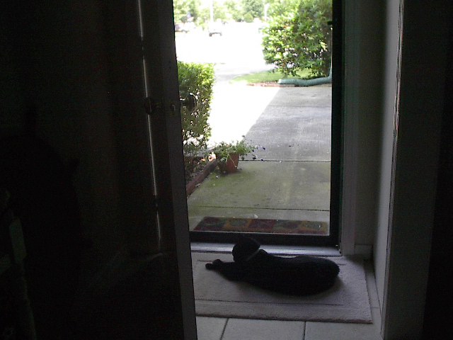 The Cat's Whole World by Red Haircrow