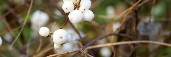 snowberry