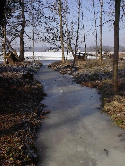 Forest Stream by Red Haircrow