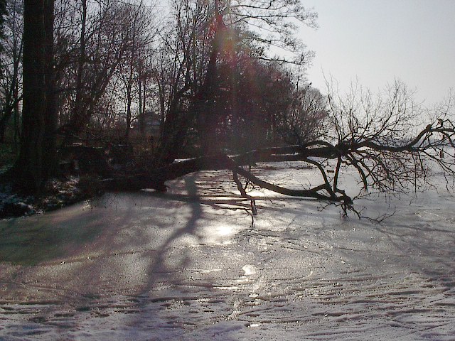 Our Favorite Tree by Red Haircrow