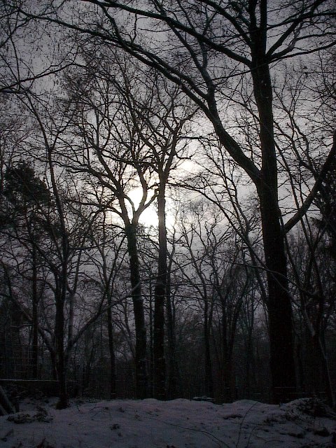 Mid-Morning Forest by Red Haircrow