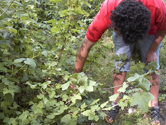 Berry Picking by Red Haircrow
