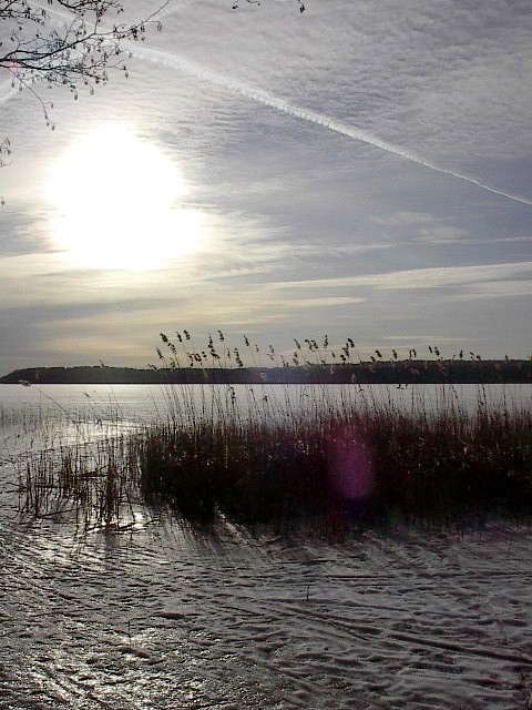 Sunlit Reeds by Red Haircrow