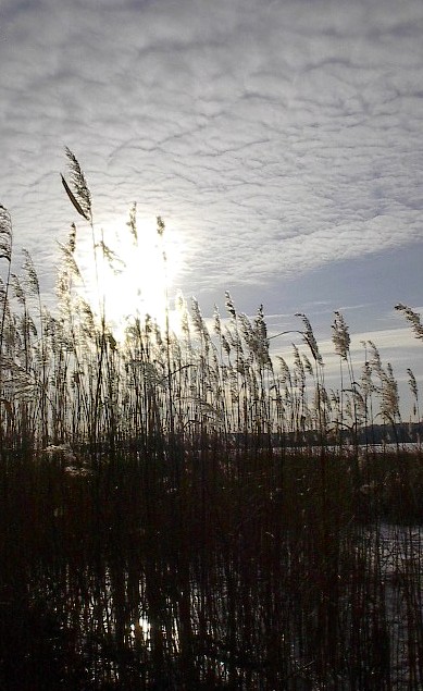 Reeds by Red Haircrow