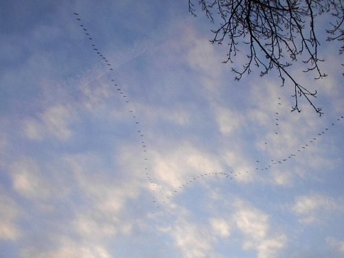 Returning Storks by Red Haircrow