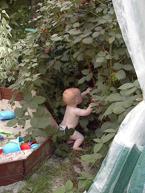 Eating Blackberries Right From the Bush by Red Haircrow