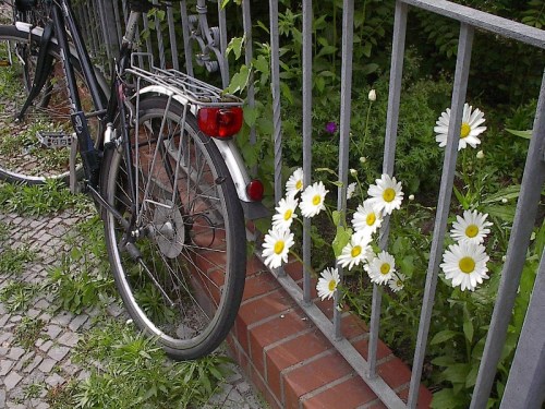 bike Daisy Bicycle by Red Haircrow