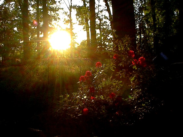 Rhododendrons by Red Haircrow