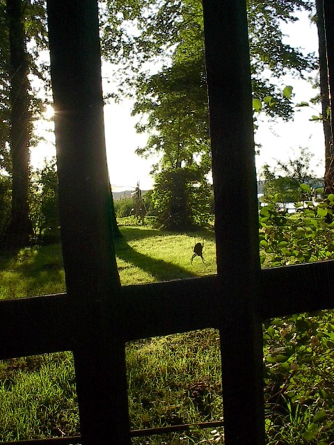 A Spider by Red Haircrow