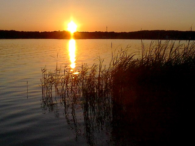 Apricot Sunset by Red Haircrow