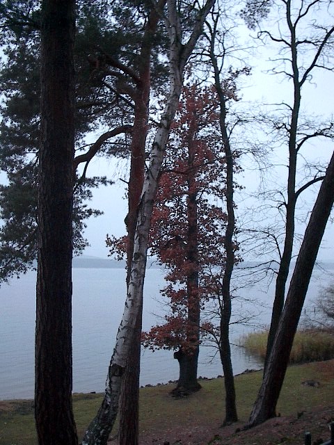 Trees by Red Haircrow