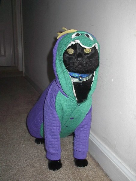 Cos-play Kitty by Red Haircrow