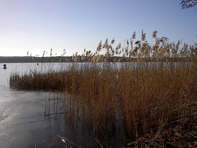 Wintry Reeds by Red Haircrow