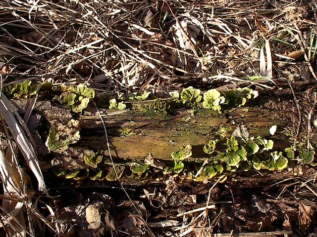 Lichen by Red Haircrow