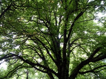 Branches by Red Haircrow