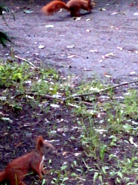 The Red by Red Haircrow