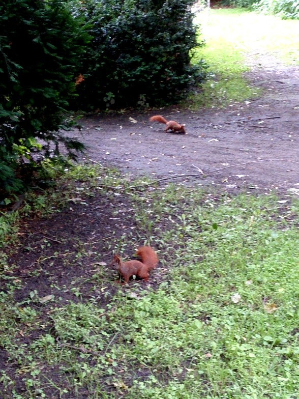 The Red by Red Haircrow