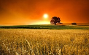 hdr_wheat_field_sunset_-2880x1800