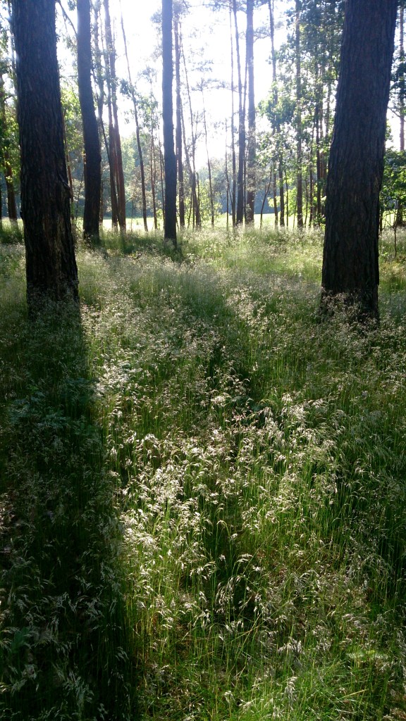 Forest grasses by Red Haircrow